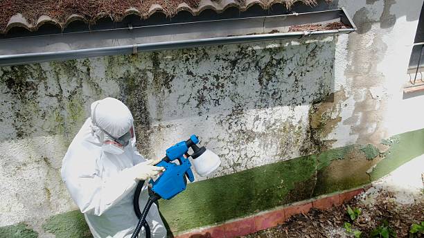 Trusted Black Mold Removal service in Stephens City, VA - Cheap Mold Removal